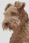 Airedale Terrier (image for) Airedale Terrier
